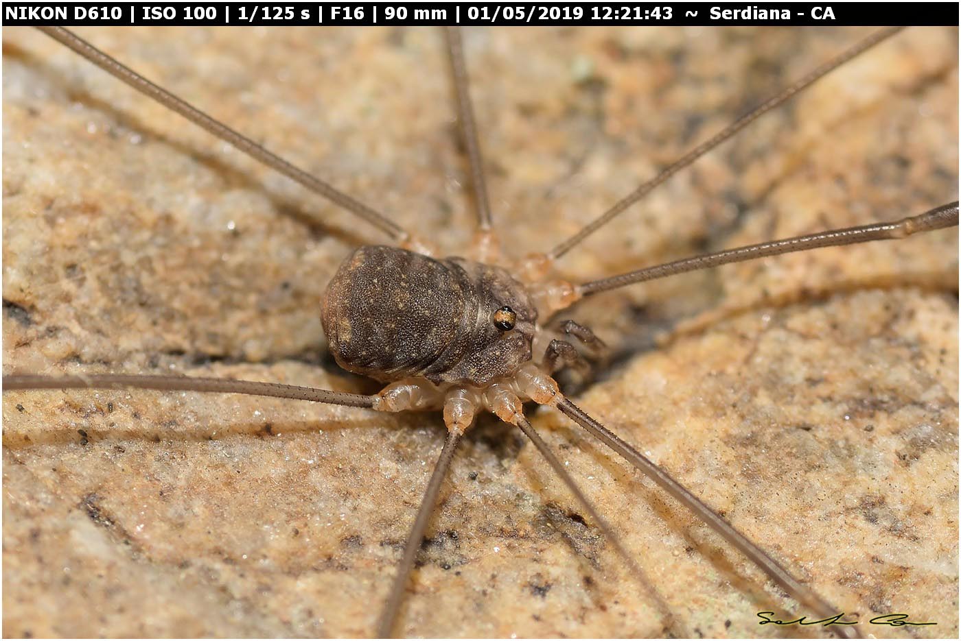 Nelima doriae ♂♀ (Sclerosomatidae)